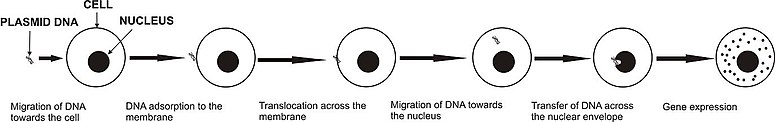 Electrogenetransfer.JPG